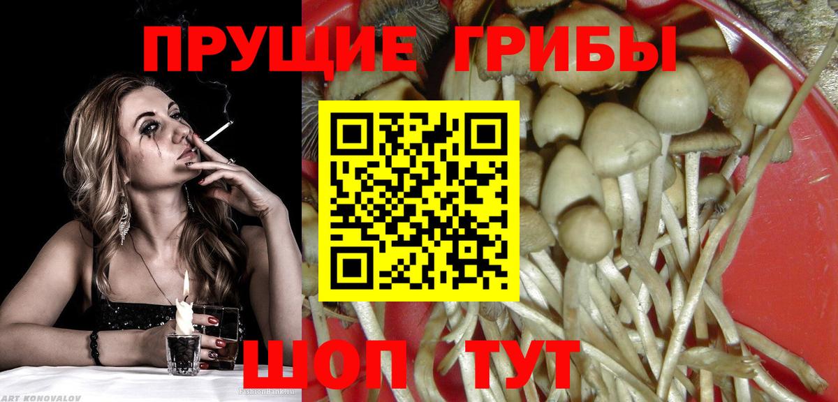 Карпинск  Галлюциногенные грибы Psilocybe  Вход с VPN 